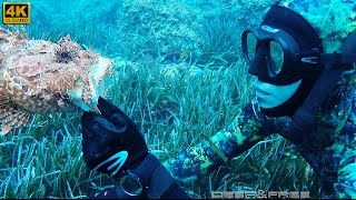 Chasse sous marine  Les Chapons de Méditerranée [upl. by Akilak]