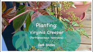 Planting Virginia Creeper Parthenocissus henryana  Jack Shilley [upl. by Cralg]