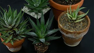 Haworthiopsis Haworthia attenuata  ZebraHaworthia care [upl. by Rettuc]