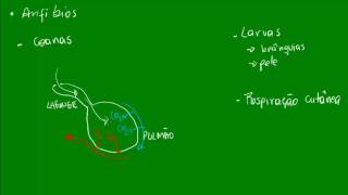 Anatomia Comparada  Sist Respiratório [upl. by Quiteri830]