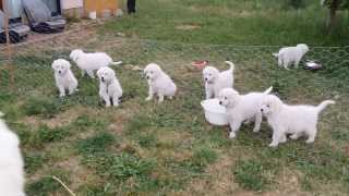 Maremma Pups  Barking [upl. by Naig760]