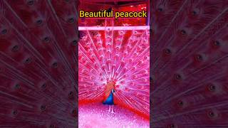 🦚Beautiful pocock dance 🦚trending shorts viral video [upl. by Kcirrej992]