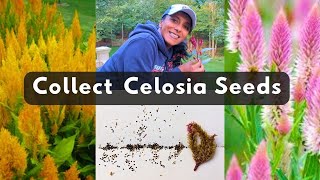 How To Collect Celosia Seeds 🌱 Harvest Store Save [upl. by Drarrej]