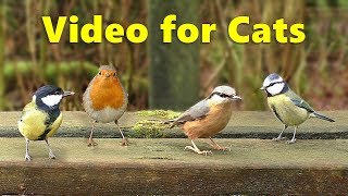 Videos for Cats  9 Hours of Woodland Birds [upl. by Bayly]