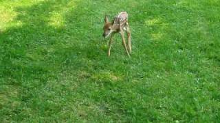 Baby deer bleating [upl. by Wehhtam]