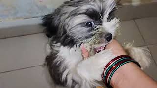 Shih Tzu barking on mummydoglover shihtzucuteness dogbreed cute shihtzupuppie shihtzu pets [upl. by Diena]