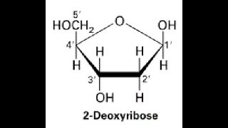 Number of Chiral centers and Stereoisomers Derieved from 2Deoxyribose [upl. by Oludoet]