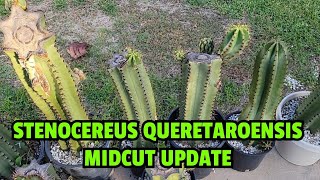 Stenocereus queretaroensis midcut UPDATE [upl. by Nylorahs]