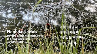 입체 그물을 치고 중앙에 머물며 먹잇감을 포획하는 무당거미 Nephila clavata that sets a threedimensional net and stays in [upl. by Ennayelsel66]