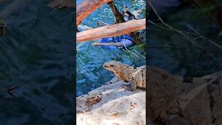 Wild Mexican black spinytailed iguana Playa del Carmen Mexico tropical Caribbean cenote lizard life [upl. by Larok]