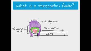 Gene expression transcription factors and epigenetics  A Level Biology [upl. by Drye]