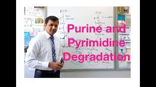 Purine and Pyrimidine Degradation [upl. by Rangel]