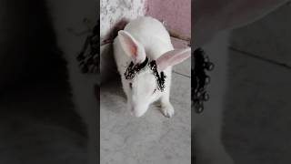 Laila🐇😍laila cuteanimal dance cutebunny funny [upl. by Dalia848]