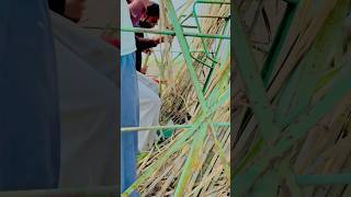 New Amzing Sugarcane planter Technology First Time In Pakistan sugarcane technology shorts [upl. by Neal]