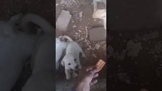 Puppy Ko Biscuits Khilai puppy help biscuits [upl. by Newbold]