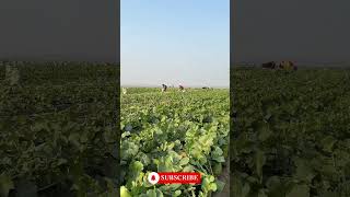 Green Radish Harvesting From Farm 🥒 harvesting satisfying vegetables radish short shorts [upl. by Llevram454]