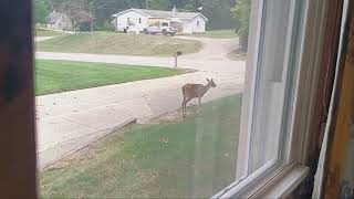 cheerfully deer July 28th 24 Sunday 12 38 pm est [upl. by Geof515]