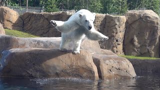 Polar Bear Nora Loves Diving Into Her Pool [upl. by Amethist]