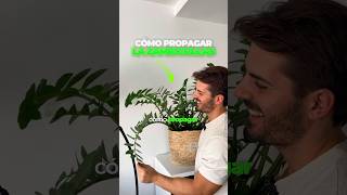 ❎🌿 Cómo propagar la zamioculcas 🌿❎ planttips plantcare zamioculca plantasdecasa plantslovers [upl. by Einimod919]