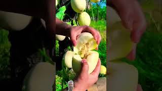 fruit naturallifeb naturalclips naturelife garden [upl. by Ajet391]