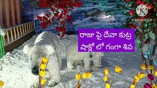 రాజు పై దేవా కుట్ర [upl. by Peer]