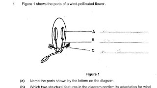 biology wind pollinated flower [upl. by Correy]