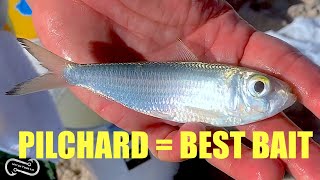 USING PILCHARDS FOR BAIT HOW TO CATCH THEM AND USE THEM TO CATCH BIG FISH FF EPISODE 12 SEASON 1 [upl. by Eiramacissej450]