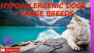 Hypoallergenic Dogs  The Large Breeds [upl. by Letsou]