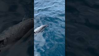 Dolphins in Setúbal Portugal 🇵🇹 travel ocean explore portugal viagens naturelovers shorts [upl. by Tompkins]