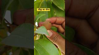 चीकू का पौधाplants garden gardening fruit flowers plantfarming farming gardenplants farming [upl. by Neelehtak]