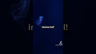 Learn about the Immortal Jellyfish facts animalfacts wildanimalfacts wildlife marinemammals d [upl. by Aicinod]