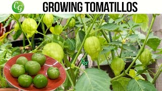 How to grow and harvest Tomatillo  Chutney Recipe [upl. by Eleinad]