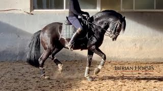 BLACK BEAUTY LUSITANO  PIAFFE PASSAGE FLYING CHANGES [upl. by Marlow]