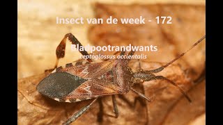 Insect van de Week 172 Bladpootrandwants [upl. by Grishilde762]