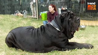 The BIGGEST DOG BREEDS In The World [upl. by Gertie]