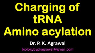 Charging and Amino acylation of tRNA [upl. by Ahsitneuq]