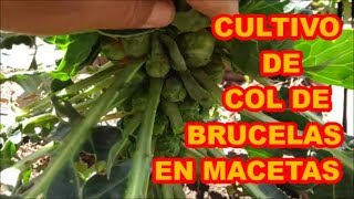 COL DE BRUCELAS CULTIVO EN MACETAS PROCESO COMPLETO [upl. by Dagnah821]