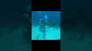 buceo scubadivingislife marcaribe ocean scubalife [upl. by Gibby340]