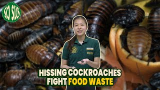 So Sus Fighting Food Waste with Hissing Cockroaches [upl. by Alusru]