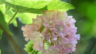 Attract BEES 🐝🐝 with winter blooming Tropical Hydrangea  Honey Tree  Dombeya Spectabilis  Chembu [upl. by Zalea]