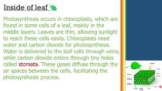 chloroplast and chlorophyll [upl. by Matilde]