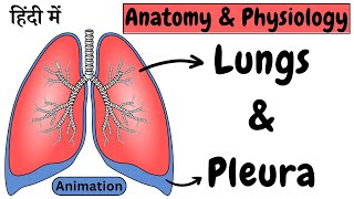 Lungs Anatomy and Physiology  Lobes  Segments  Pleura  Pleural Fluid  Animation  Hindi [upl. by Kristine]