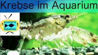 Krebse im Aquarium15 [upl. by Etteyafal]