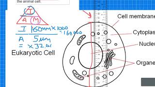 Cell Magnification CALCULATIONS  GCSE BiologyGCSE Combined Science [upl. by Sheila]