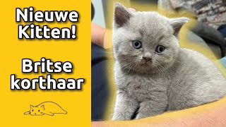 MAG IK JE VOORSTELLEN  Britse Korthaar Kitten  Eerste dagen thuis [upl. by Amelina]