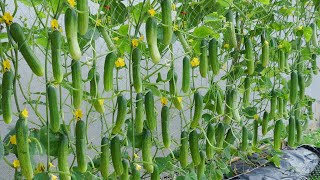 Do you want to know tips for growing highyielding cucumbers at homeCucumber growing skills [upl. by Aihsila]