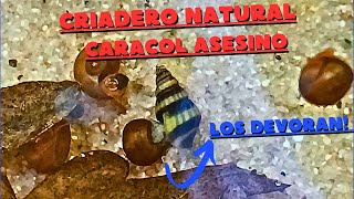 CRIADERO NATURAL de caracol ASESINO SIN cambio de agua SIN calentador y BARATO Parte 1 [upl. by Ettezzus]