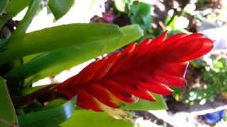 Bromeliad  Vriesea splendens  Flaming Sword  Top 10 Bromeliads HD 04 [upl. by Gerrit]