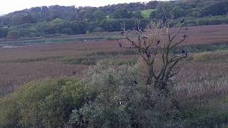 RSPB Leighton Moss Osprey Platform Live Stream [upl. by Breech]