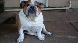 English Bulldogs playing on the tire swing [upl. by Selohcin]